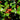 Satyr Hill Holly