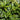 Fragrant Valley Sarcococca
