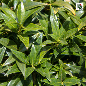 Fragrant Valley Sarcococca
