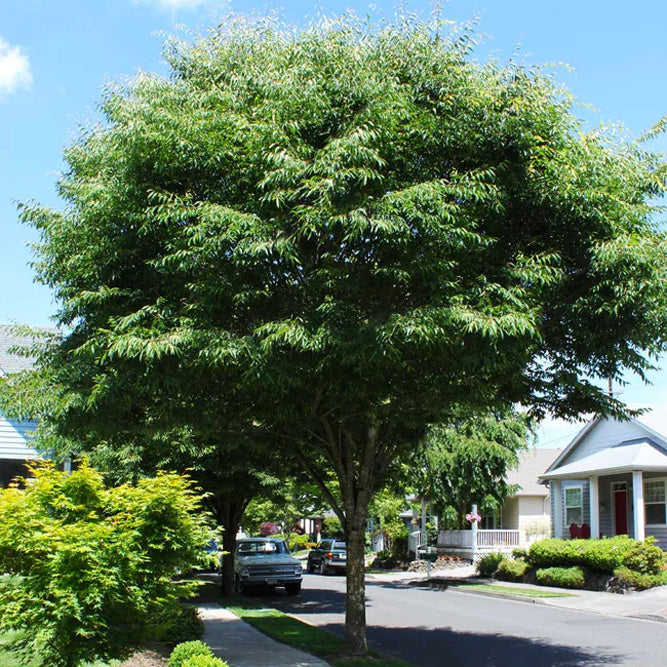 Trees – Holly Days Nursery