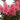 Sioux Crape Myrtle