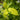 Spicebush