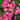 Pink Drift Rose