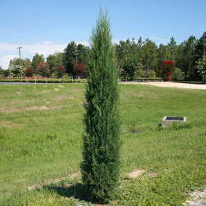Taylor Juniper