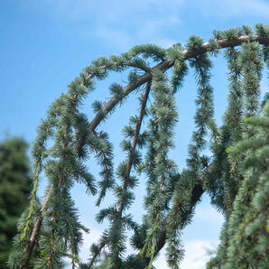 Weeping Blue Atlas Cedar