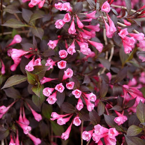 Very Fine Wine Weigela