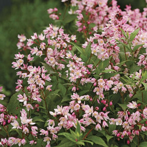 Yuki Cherry Blossom Deutzia
